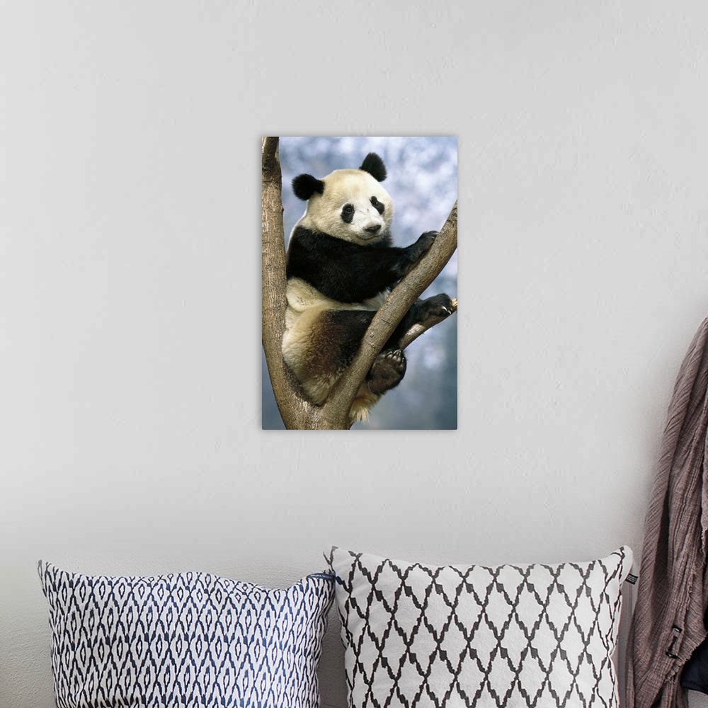 A bohemian room featuring Giant Panda (Ailuropoda melanoleuca) Wolong Valley, China
