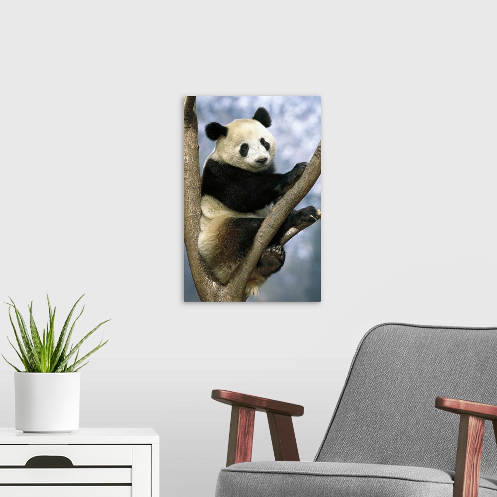 A modern room featuring Giant Panda (Ailuropoda melanoleuca) Wolong Valley, China