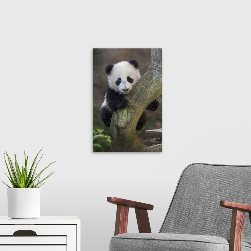 A modern room featuring Giant Panda cub in tree, native to China