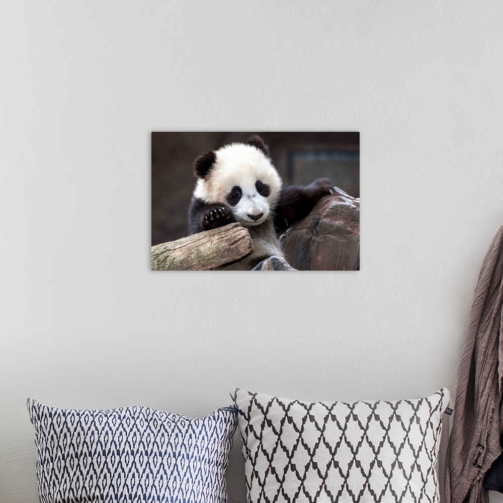 A bohemian room featuring Giant Panda cub, native to China