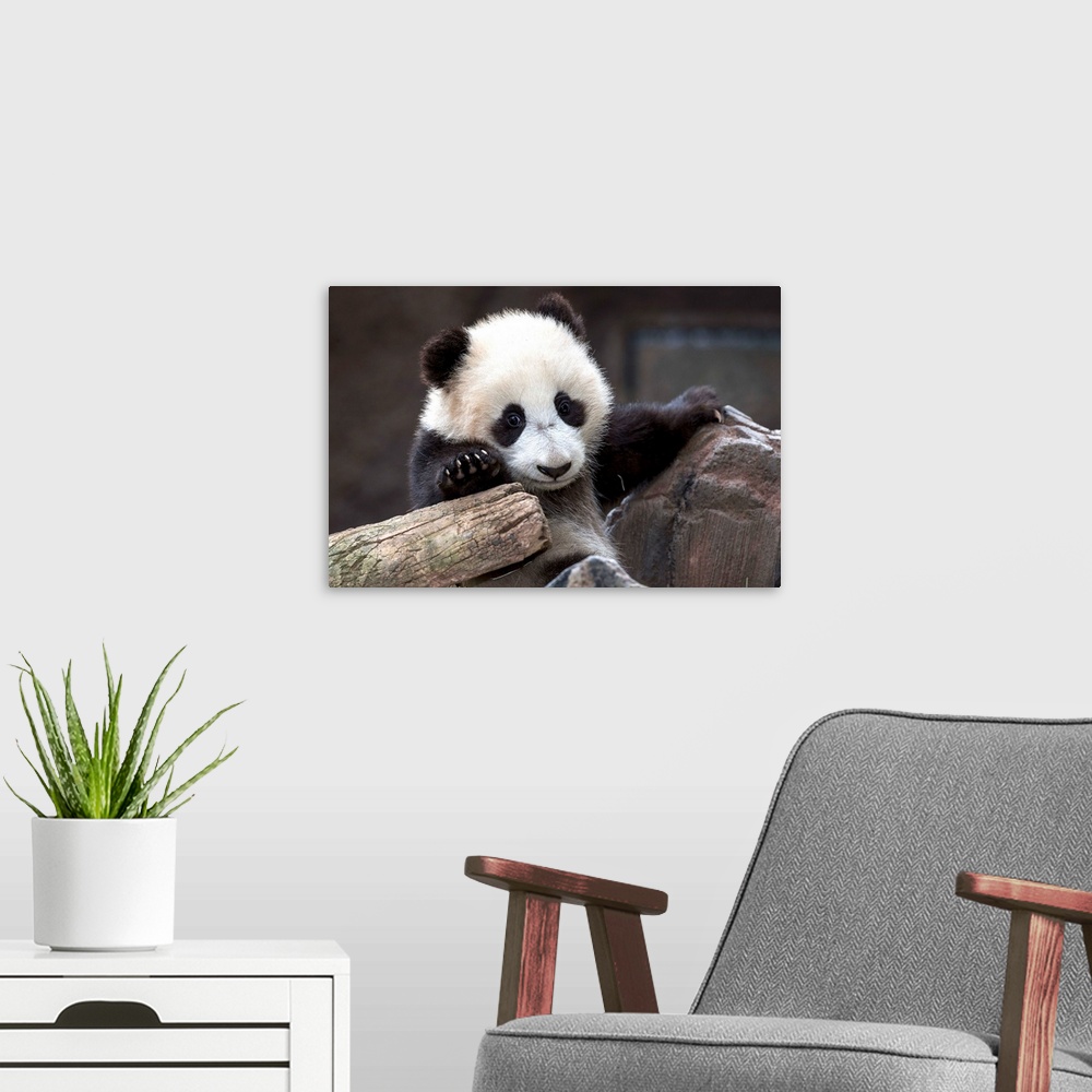 A modern room featuring Giant Panda cub, native to China