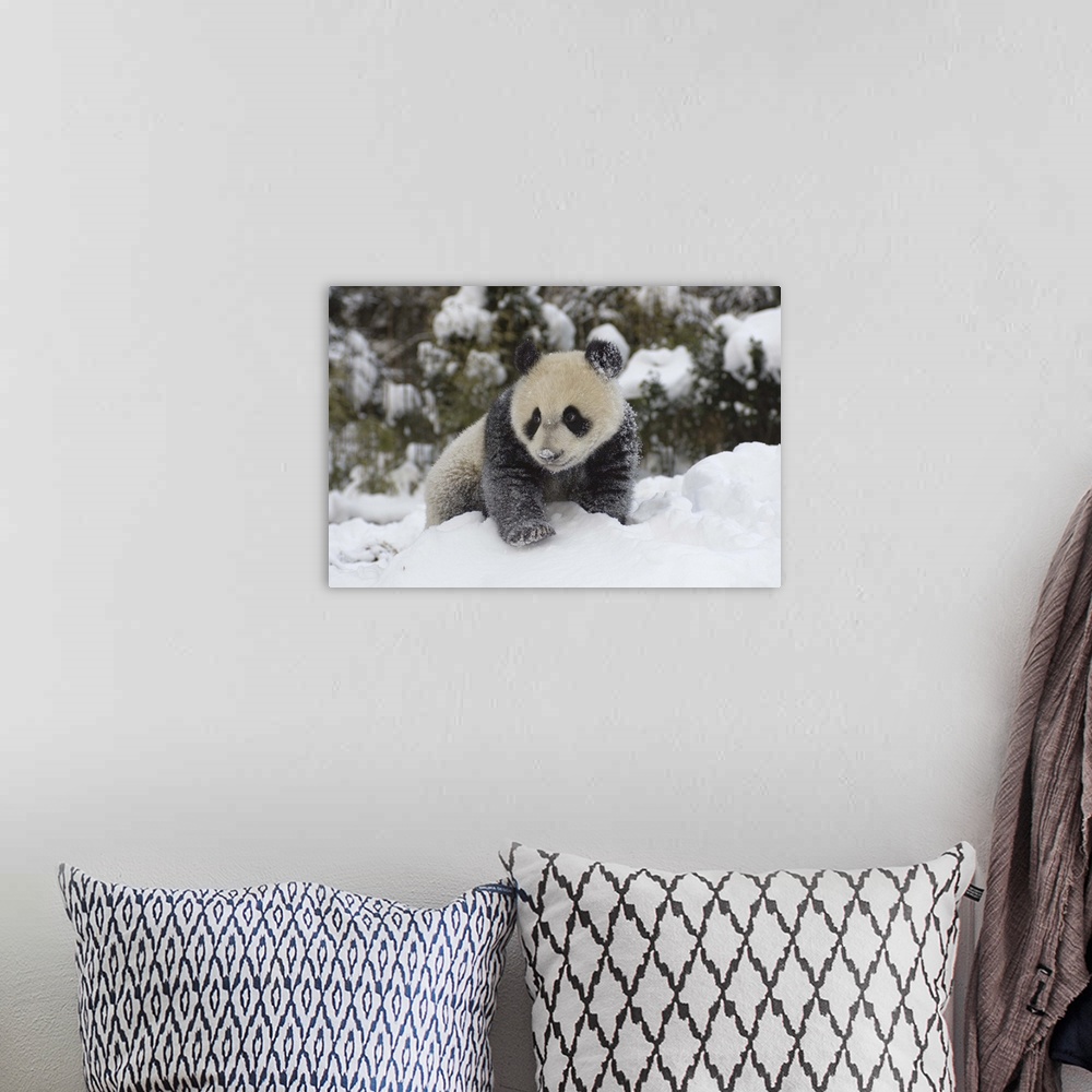 A bohemian room featuring Giant Panda cub playing in the snow, Wolong Nature Reserve, China