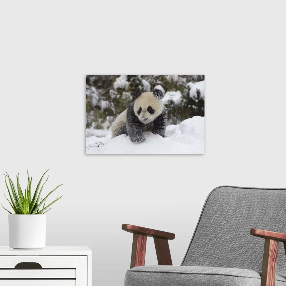A modern room featuring Giant Panda cub playing in the snow, Wolong Nature Reserve, China