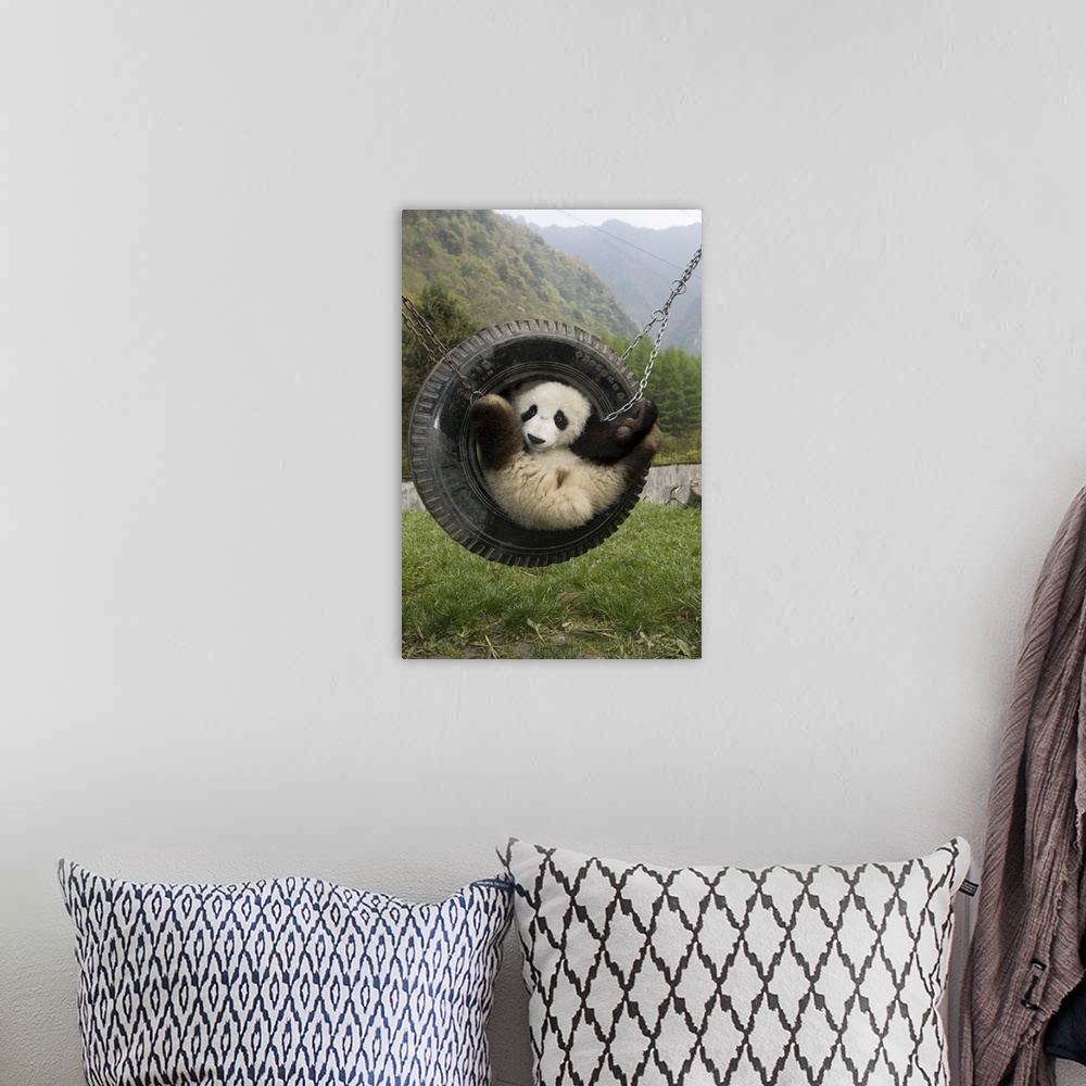 A bohemian room featuring Giant Panda (Ailuropoda melanoleuca) cub playing in tire swing, Wolong Nature Reserve, China