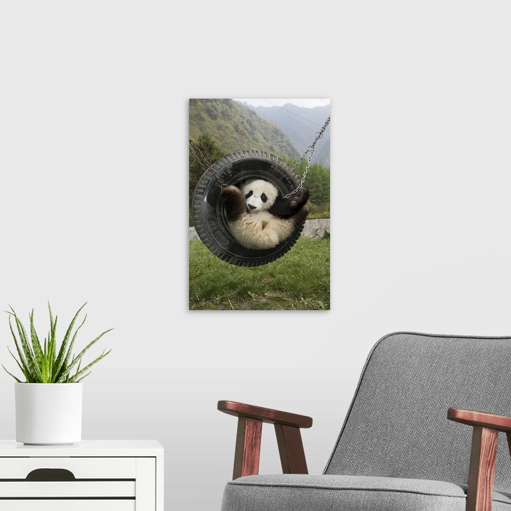 A modern room featuring Giant Panda (Ailuropoda melanoleuca) cub playing in tire swing, Wolong Nature Reserve, China