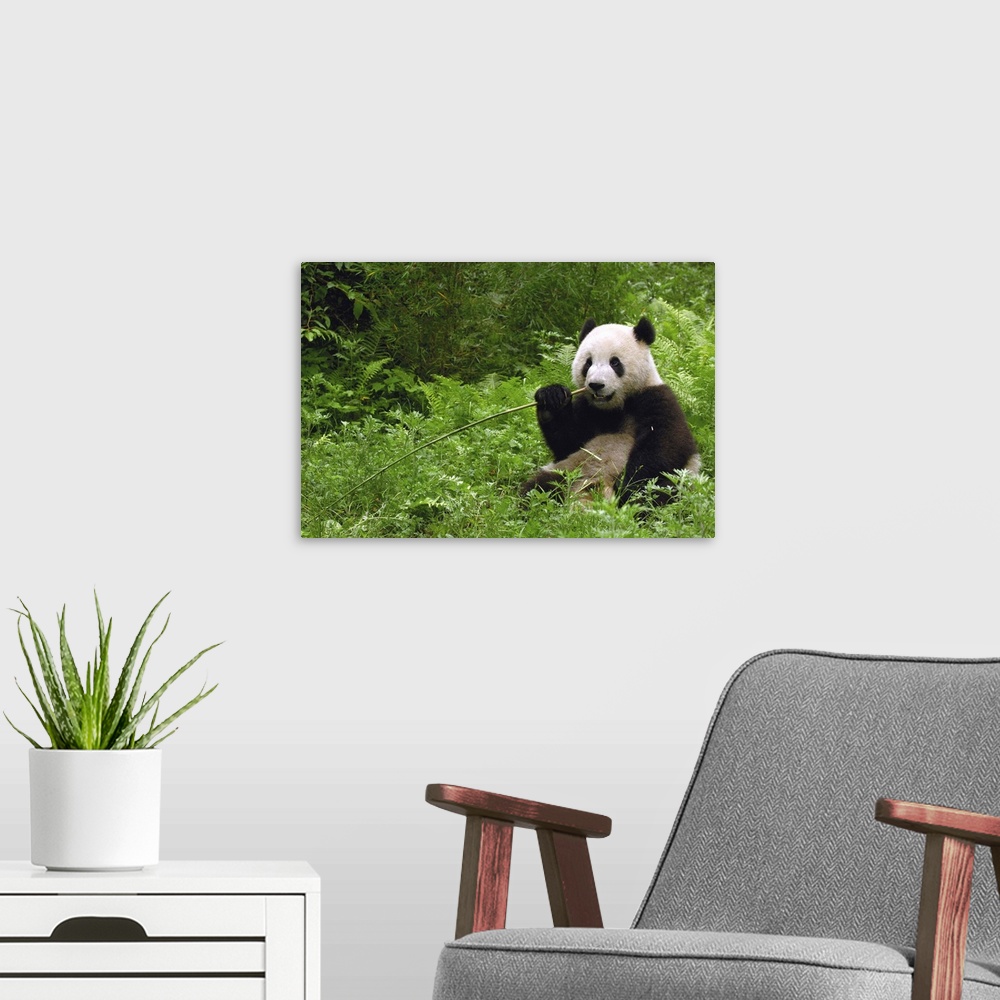 A modern room featuring Giant panda (Ailuropoda melanoleuca) in its environment Family: Ailuropodidae.Wolong China Conser...