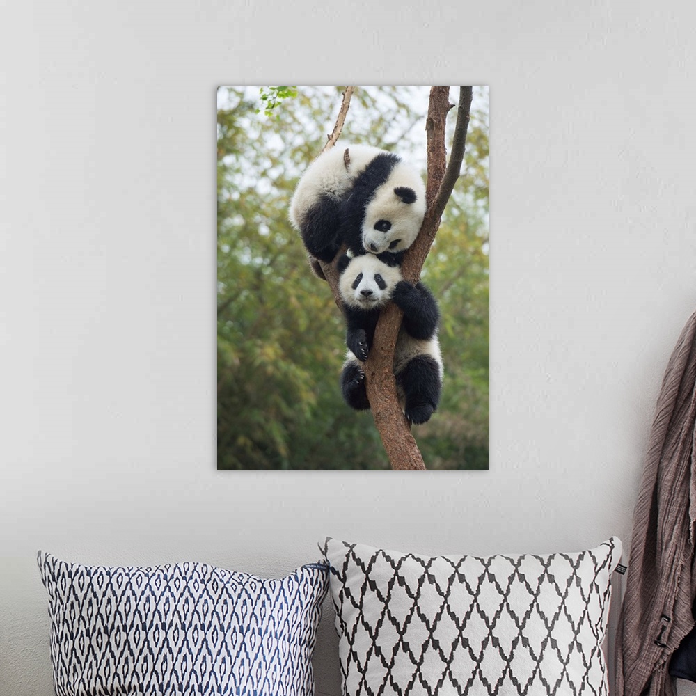 A bohemian room featuring Giant Panda (Ailuropoda melanoleuca) eight month old cubs playing in tree, Chengdu, Sichuan, China.