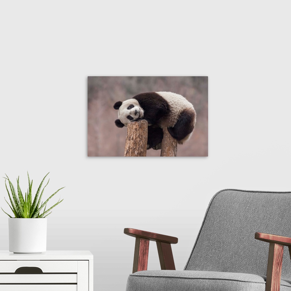A modern room featuring Giant Panda (Ailuropoda melanoleuca) eighteen month cub on tree stump, Wolong National Nature Res...
