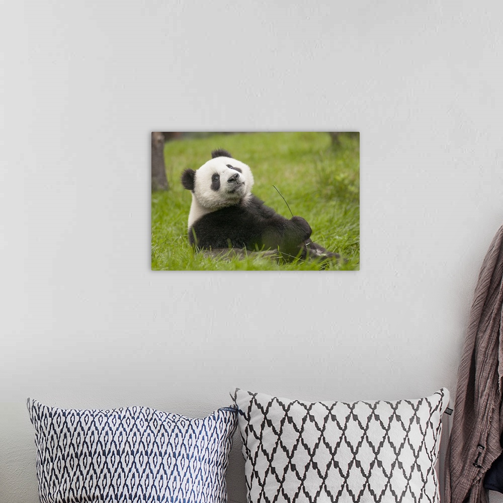 A bohemian room featuring Giant Panda (Ailuropoda melanoleuca) eleven month old cub, Wolong National Nature Reserve, Sichua...