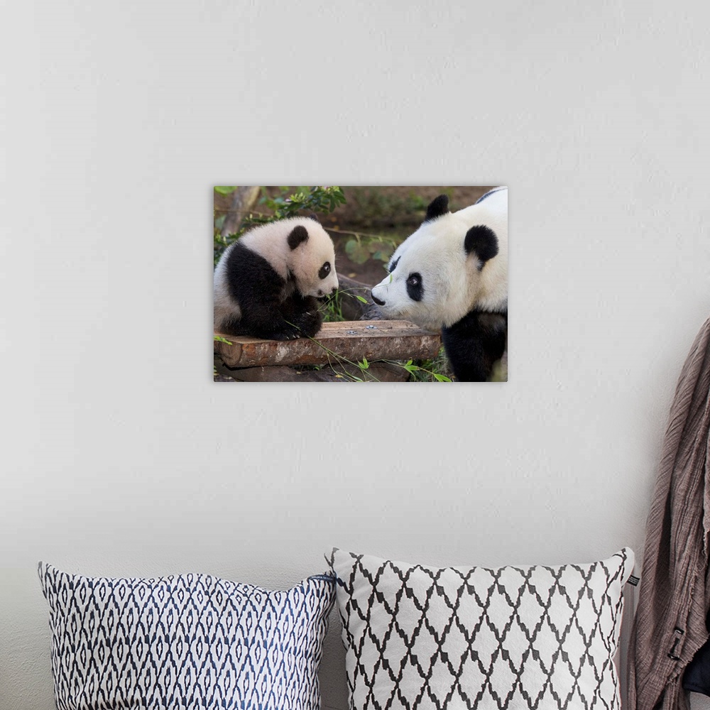 A bohemian room featuring Giant Panda mother with cub, native to China
