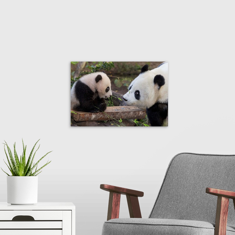A modern room featuring Giant Panda mother with cub, native to China