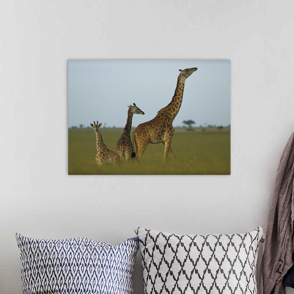 A bohemian room featuring Giraffe (Giraffa camelopardalis) adult and juveniles on savanna, Kenya