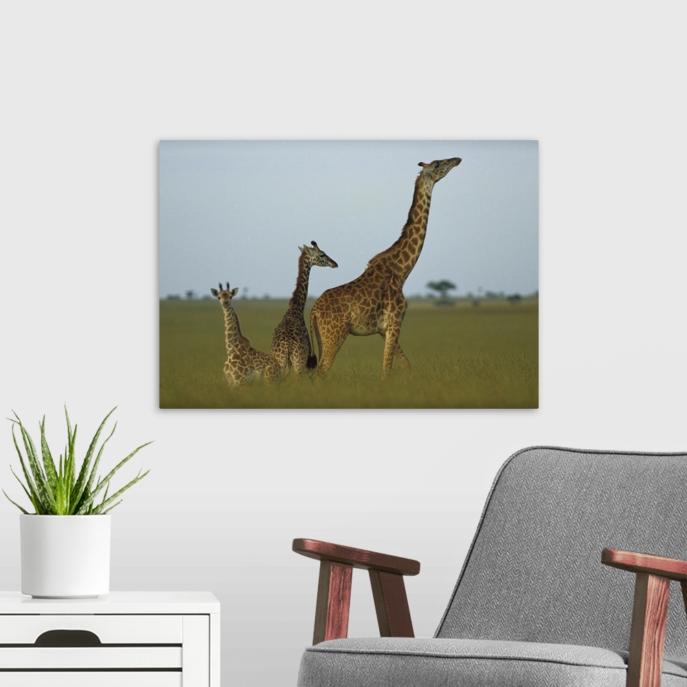 A modern room featuring Giraffe (Giraffa camelopardalis) adult and juveniles on savanna, Kenya