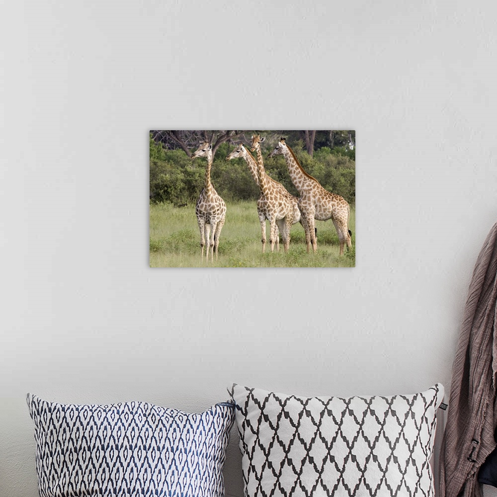 A bohemian room featuring Giraffe (Giraffa camelopardalis) group, Linyanti River, Botswana