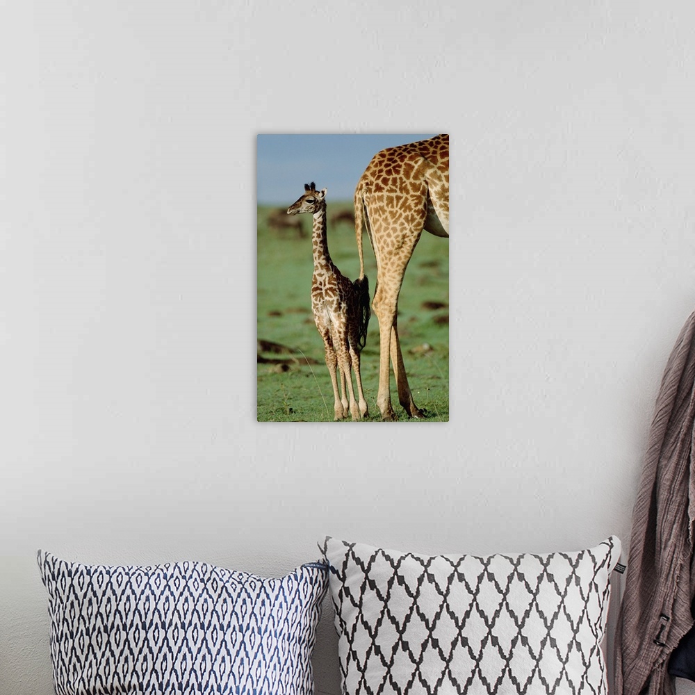 A bohemian room featuring Giraffe (Giraffa camelopardalis) mother with young, Kenya