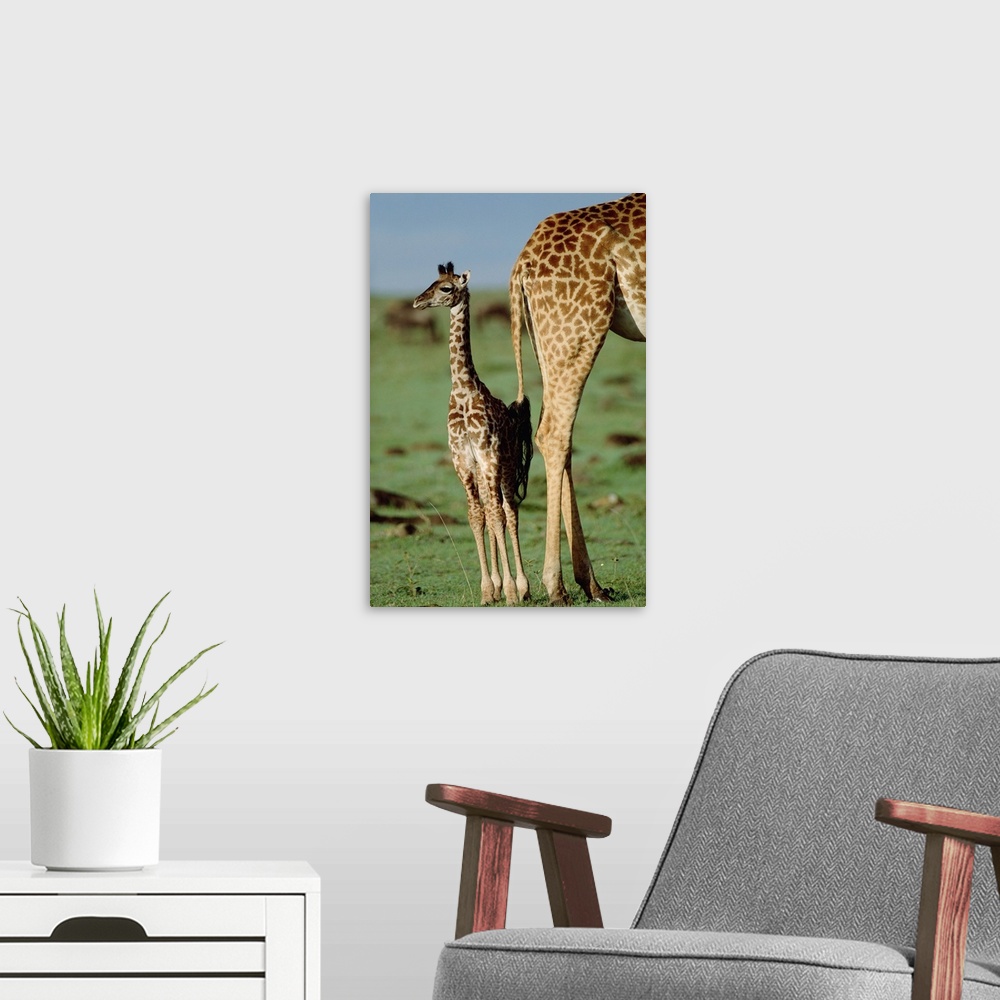 A modern room featuring Giraffe (Giraffa camelopardalis) mother with young, Kenya