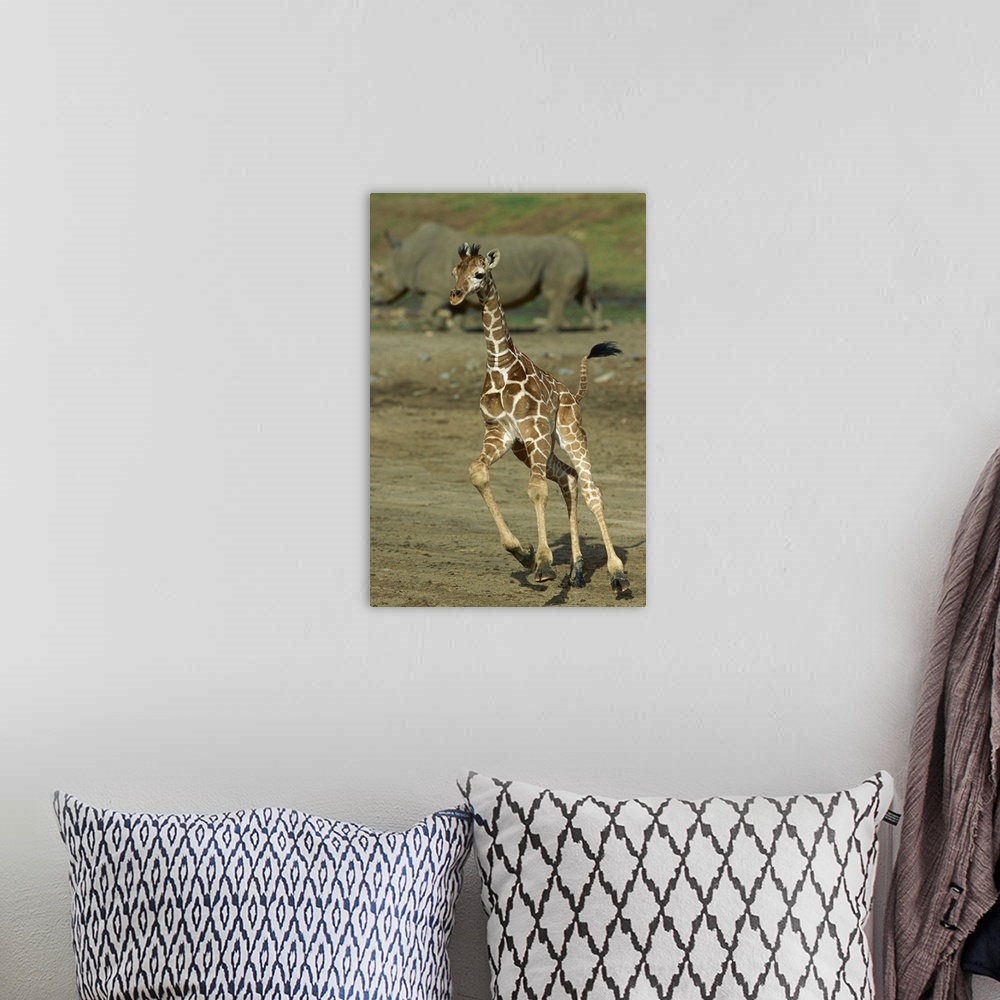 A bohemian room featuring Giraffe (Giraffa camelopardalis) juvenile running with rhino in background, San Diego Zoo