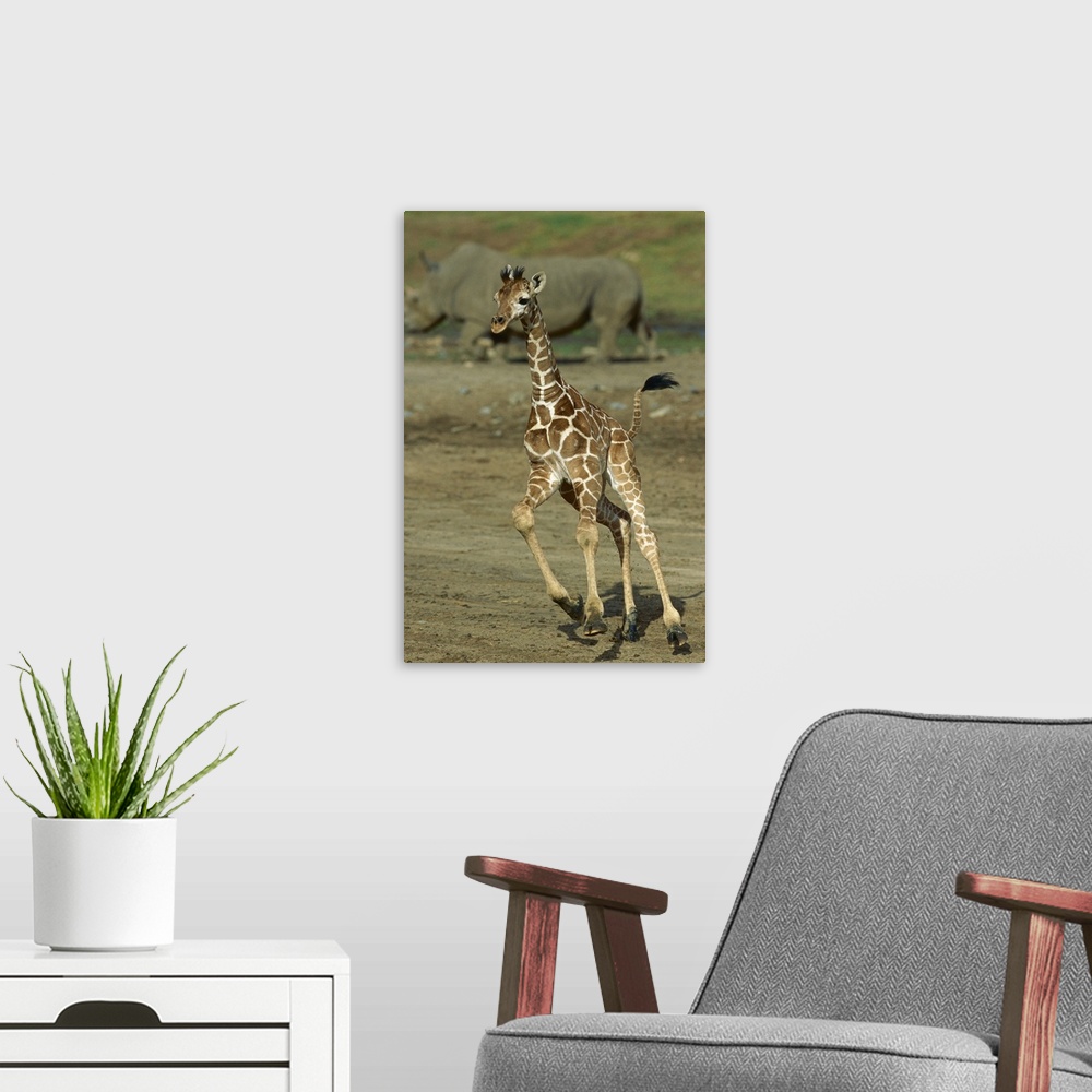 A modern room featuring Giraffe (Giraffa camelopardalis) juvenile running with rhino in background, San Diego Zoo