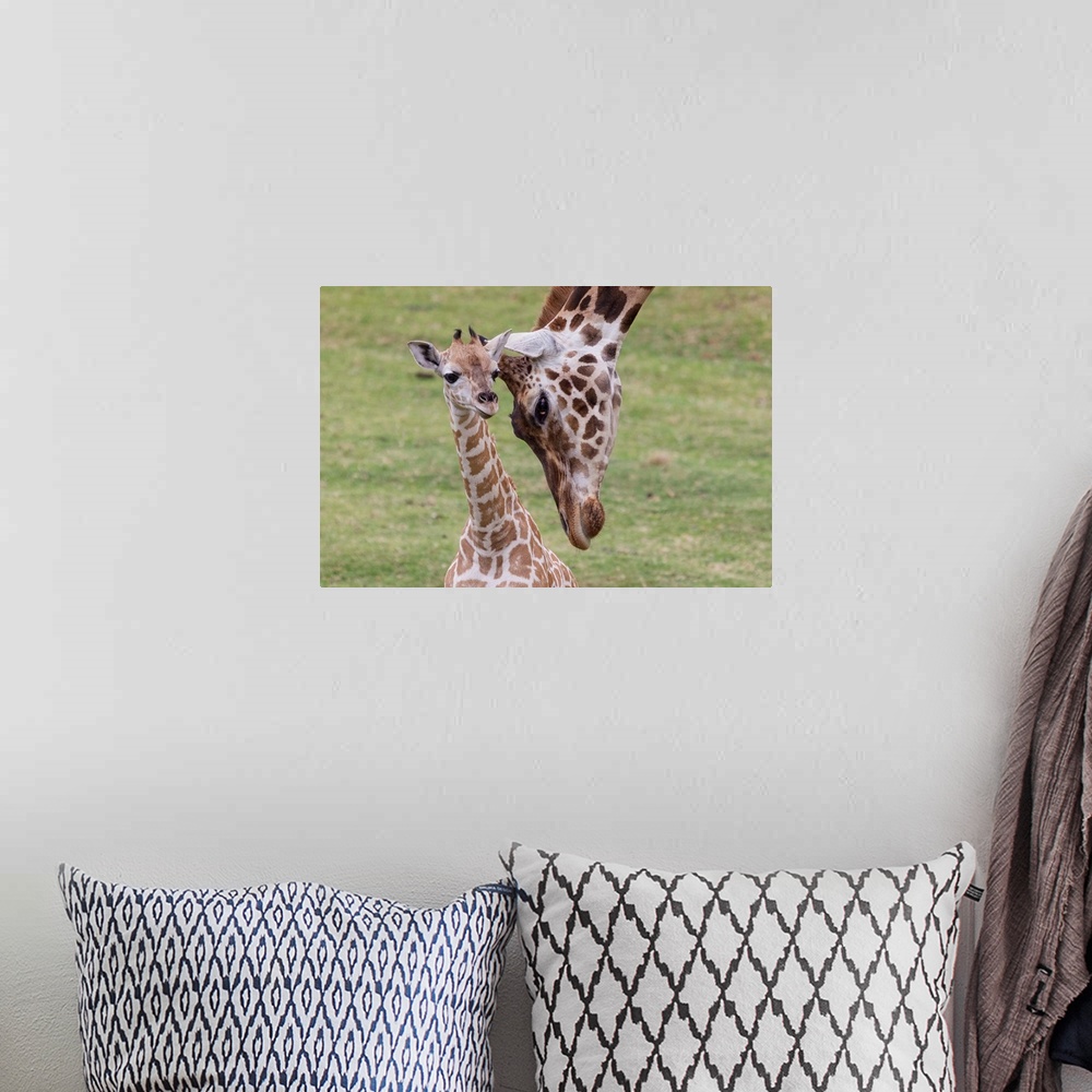 A bohemian room featuring Giraffe mother nuzzling calf, native to Africa