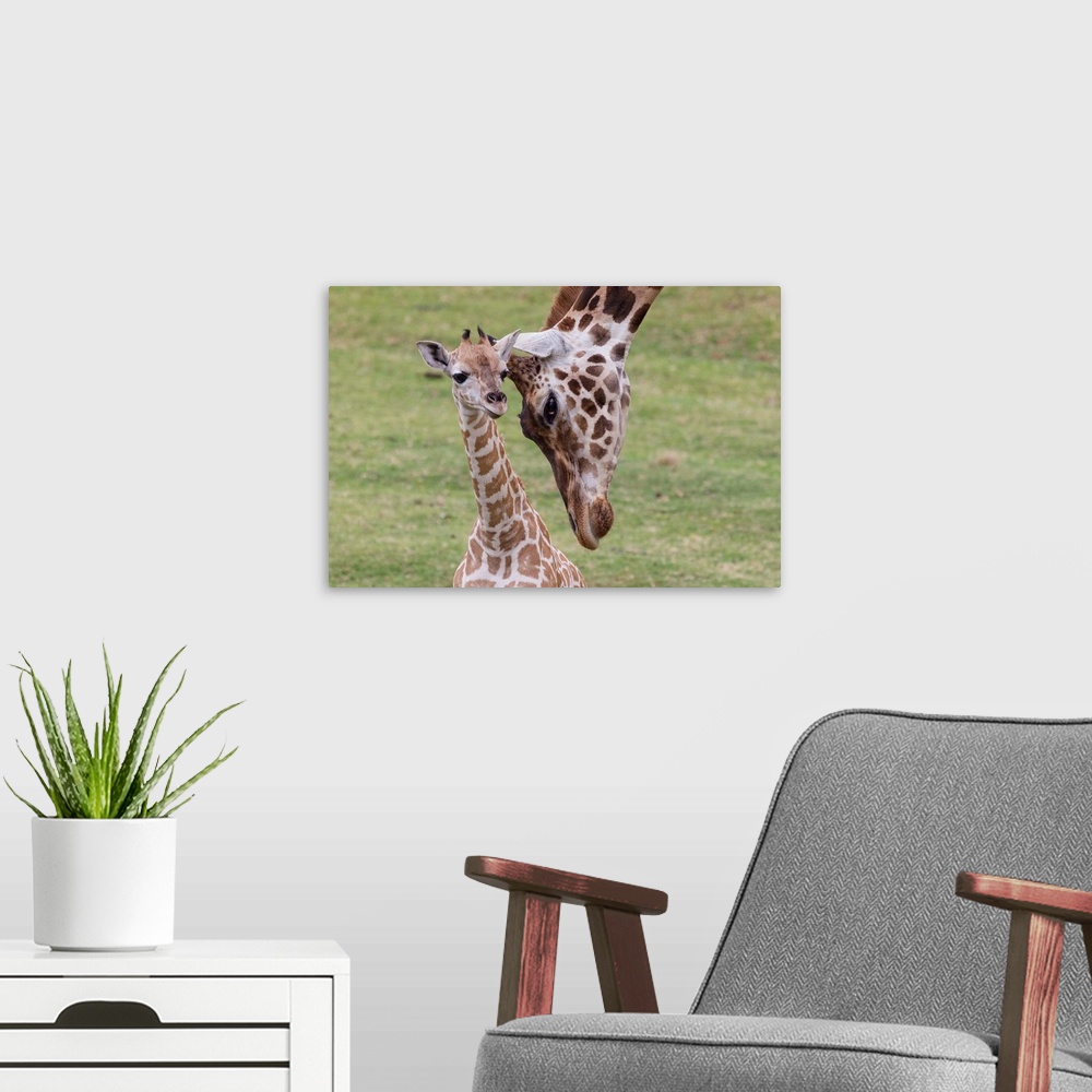 A modern room featuring Giraffe mother nuzzling calf, native to Africa