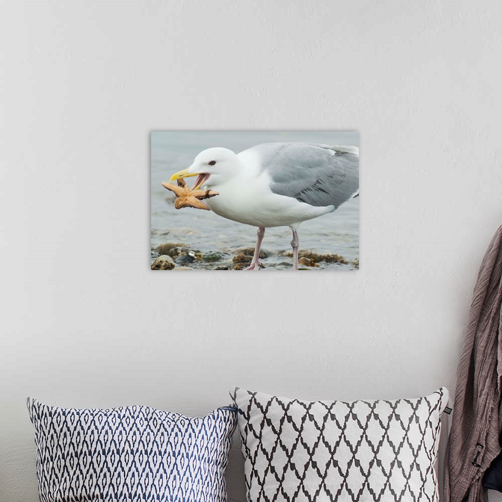 A bohemian room featuring Glaucous-winged Gull eating a seastar, Puget Sound, Washington