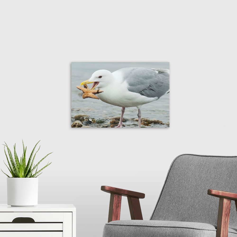 A modern room featuring Glaucous-winged Gull eating a seastar, Puget Sound, Washington
