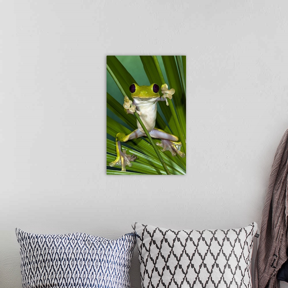 A bohemian room featuring Gliding Leaf Frog (Agalychnis spurrelli), northwest Ecuador