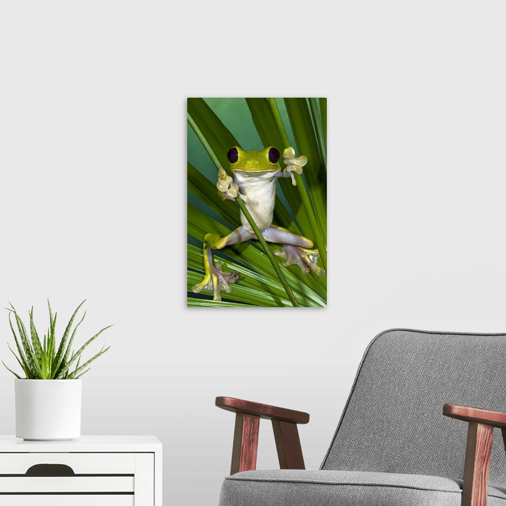 A modern room featuring Gliding Leaf Frog (Agalychnis spurrelli), northwest Ecuador