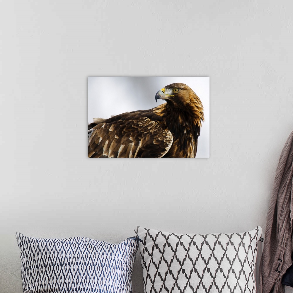 A bohemian room featuring Golden Eagle (Aquila chrysaetos) portrait, Lauvsnes, Norway