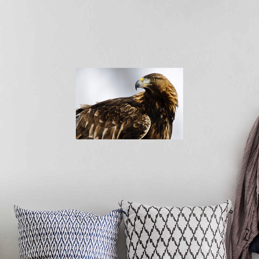 A bohemian room featuring Golden Eagle (Aquila chrysaetos) portrait, Lauvsnes, Norway