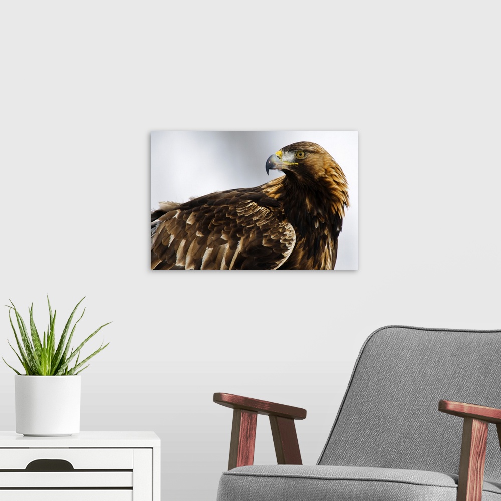 A modern room featuring Golden Eagle (Aquila chrysaetos) portrait, Lauvsnes, Norway