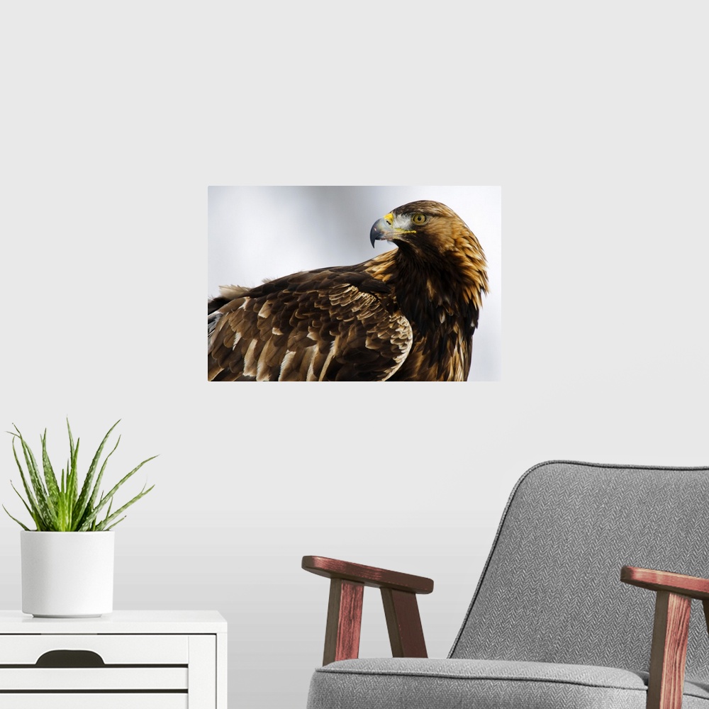 A modern room featuring Golden Eagle (Aquila chrysaetos) portrait, Lauvsnes, Norway