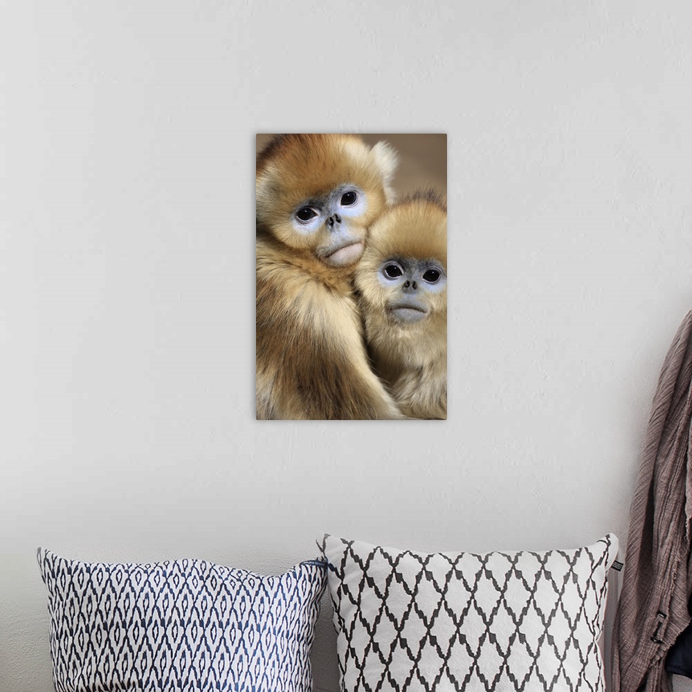 A bohemian room featuring Golden monkey / Rhinopithecus roxellana juveniles huddled up against each other to keep warm Wint...