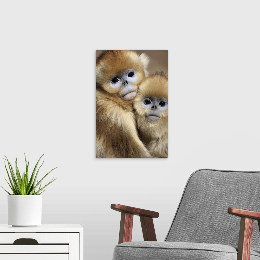 A modern room featuring Golden monkey / Rhinopithecus roxellana juveniles huddled up against each other to keep warm Wint...