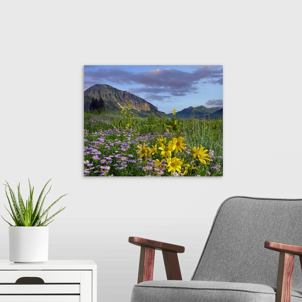 A modern room featuring Gothic Mountain in distance behind wildflower meadow and Smooth Aster Colorado