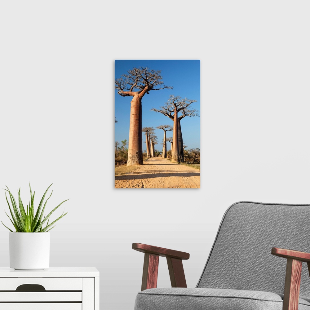 A modern room featuring Baobab-Allee bei Morondava, Adansonia grandidieri, Madagaskar, Afrika / Baobab alley near Moronda...