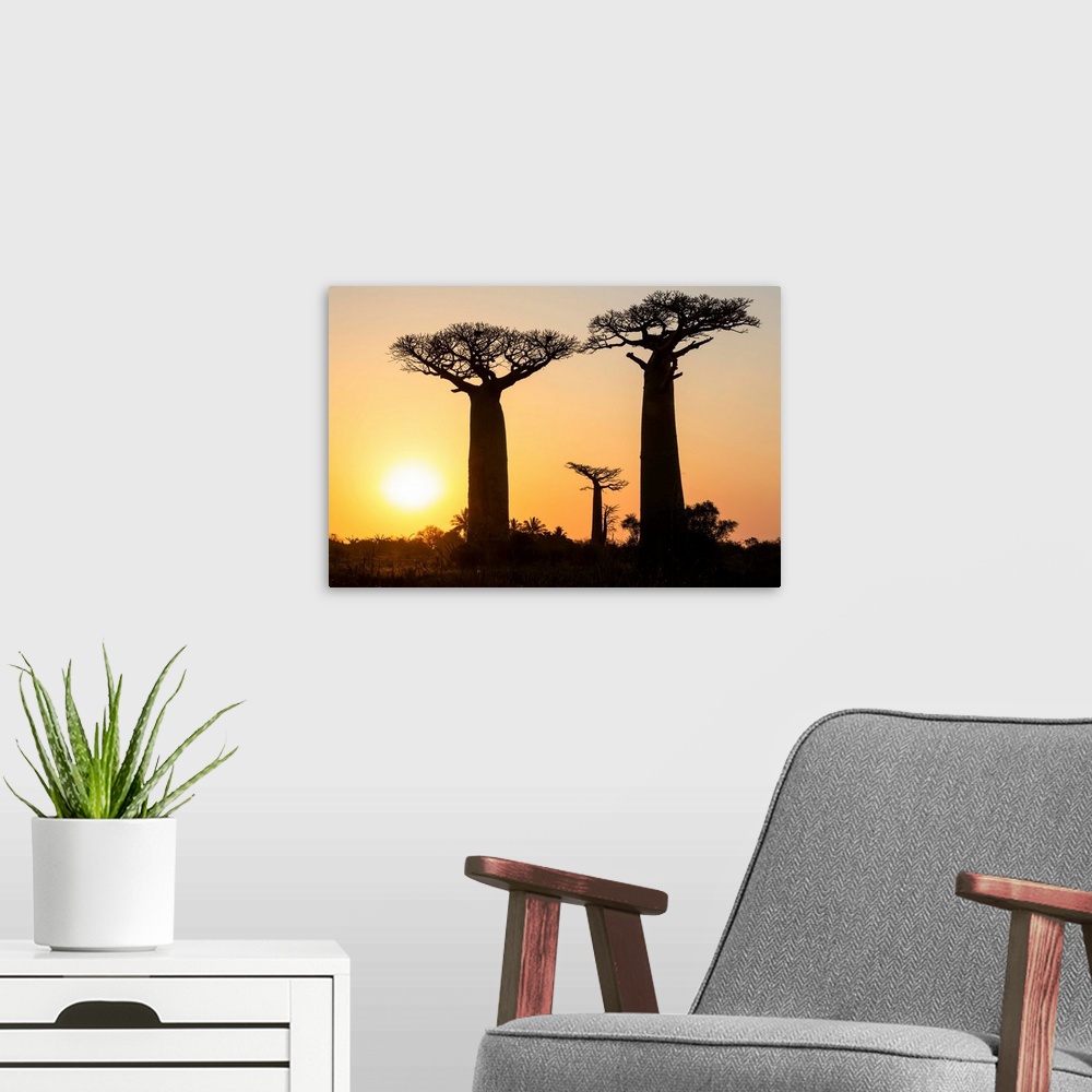 A modern room featuring Baobabs bei Morondava, Adansonia grandidieri, Madagaskar / Baobabs near Morondava, Adansonia gran...