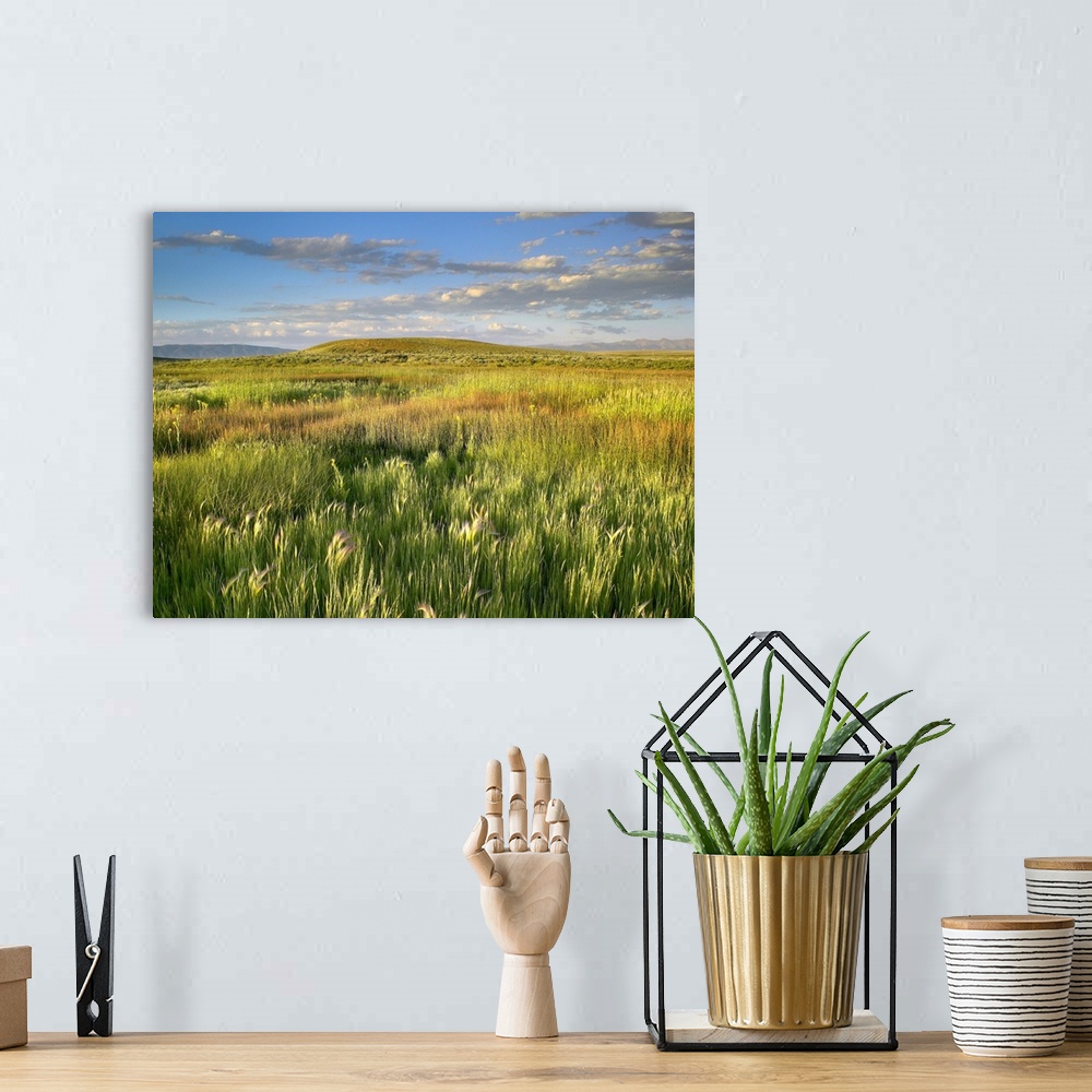 A bohemian room featuring Beautiful shot taken of vast grasslands in Colorado with hills and mountains seen in the distance.