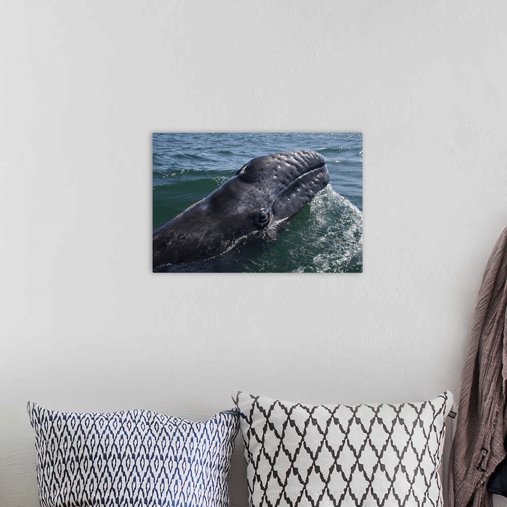 A bohemian room featuring Gray Whale calf at water surface, San Ignacio Lagoon, Baja California, Mexico