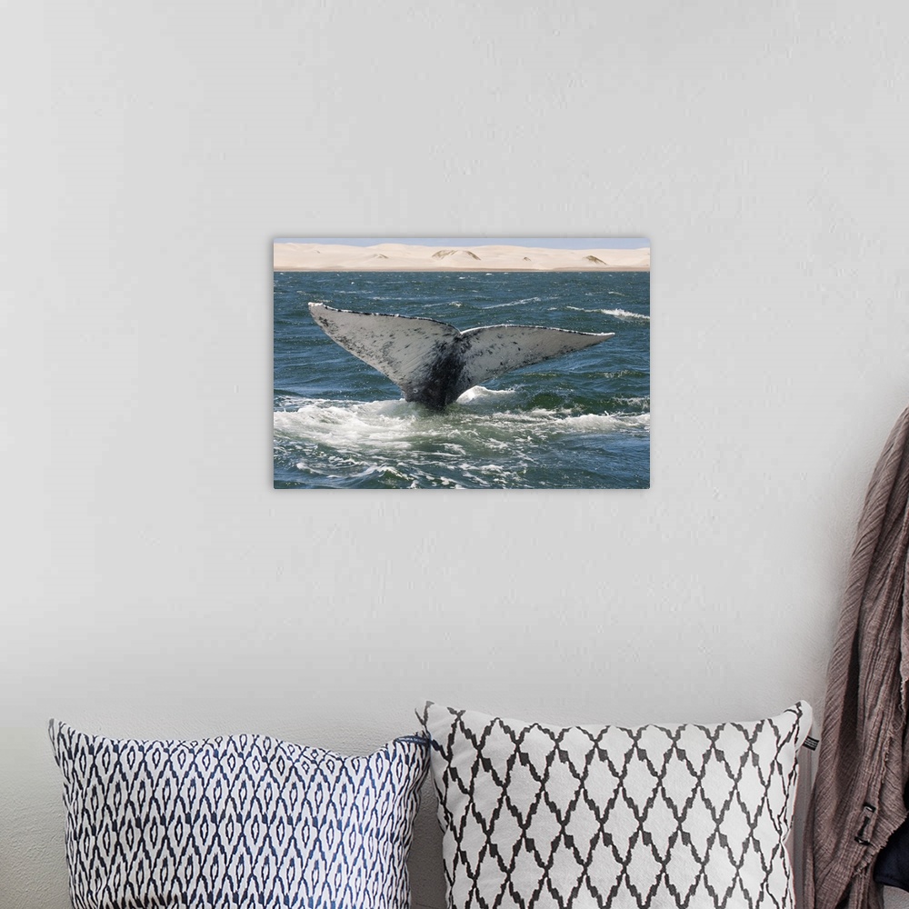 A bohemian room featuring Gray Whale tail, Baja California, Mexico