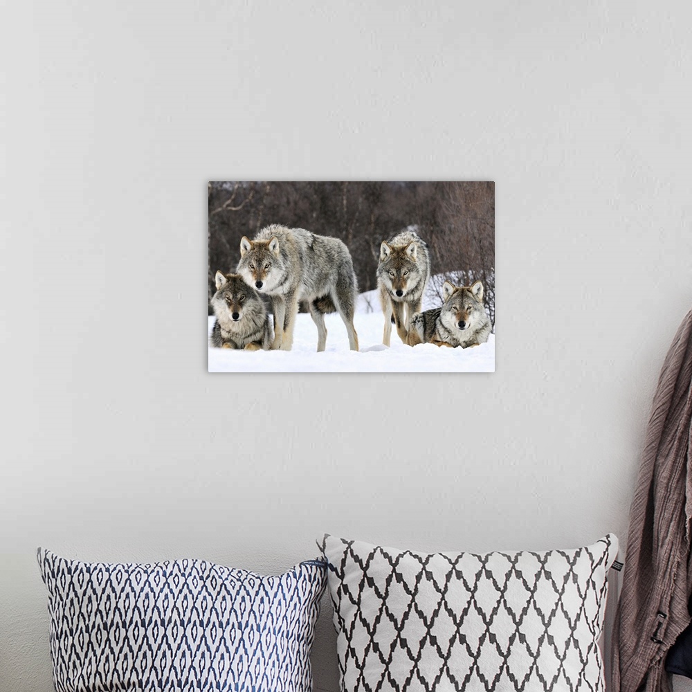A bohemian room featuring Wildlife photograph of a pack of gray wolves in the snow in Norway.