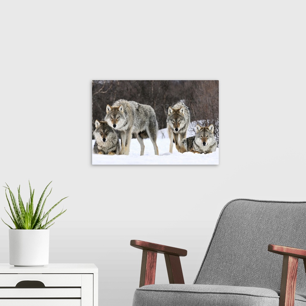A modern room featuring Wildlife photograph of a pack of gray wolves in the snow in Norway.