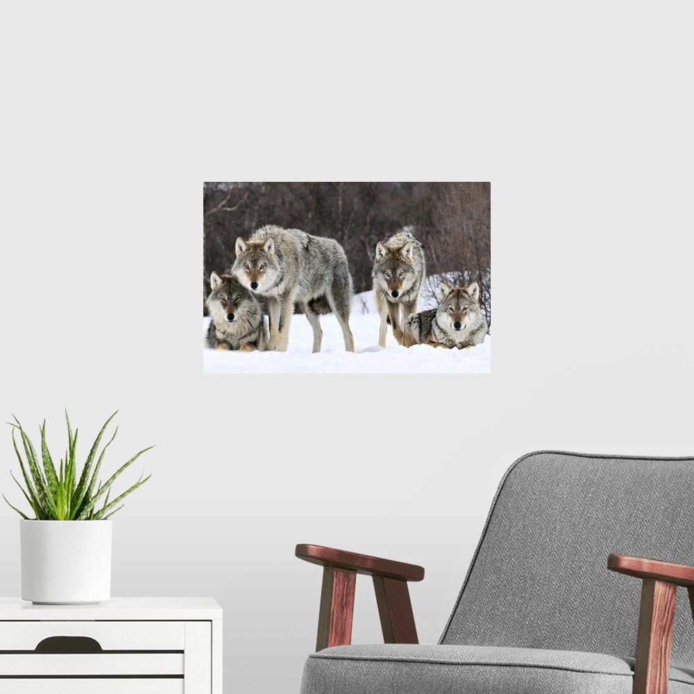 A modern room featuring Wildlife photograph of a pack of gray wolves in the snow in Norway.