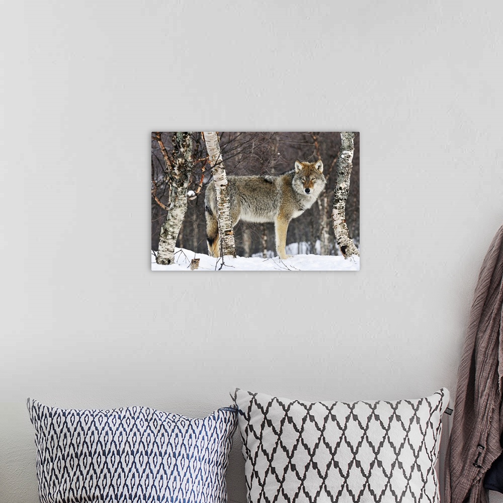 A bohemian room featuring Gray Wolf (Canis lupus) in the woods, winter, Norway