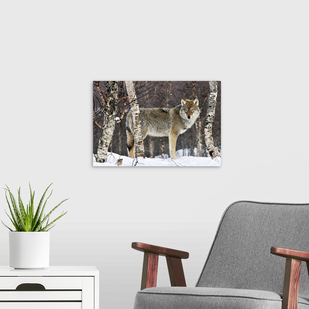 A modern room featuring Gray Wolf (Canis lupus) in the woods, winter, Norway