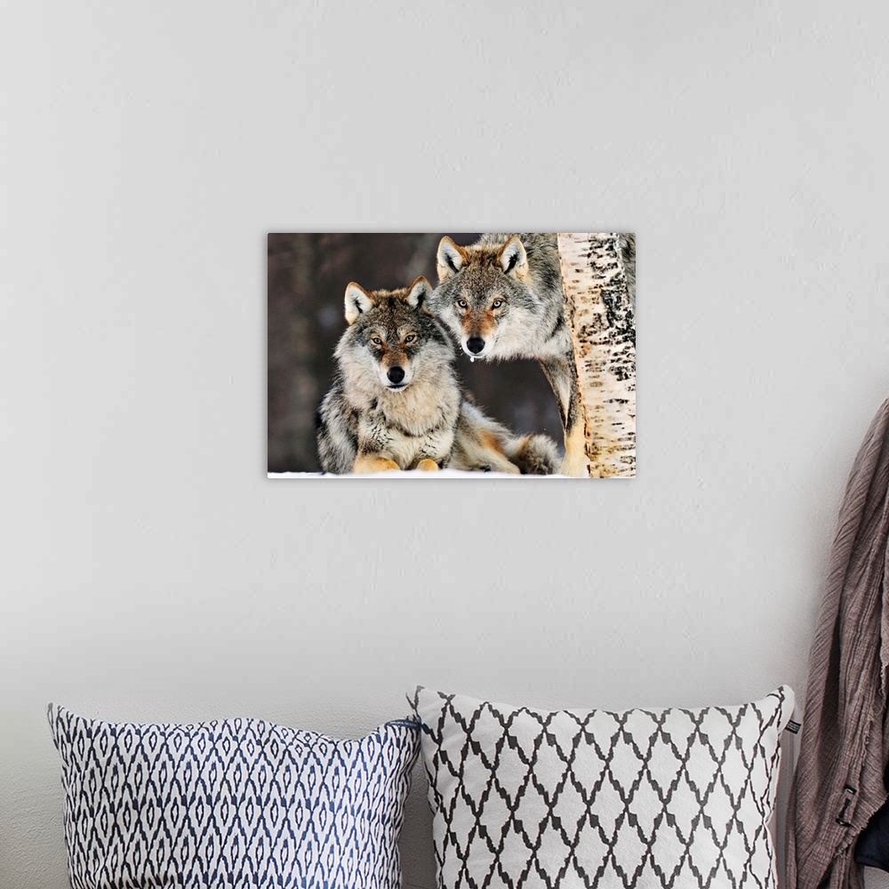 A bohemian room featuring This large picture contains two gray wolves in the snow staring directly at the camera. One is ly...