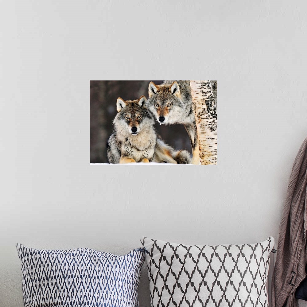A bohemian room featuring This large picture contains two gray wolves in the snow staring directly at the camera. One is ly...