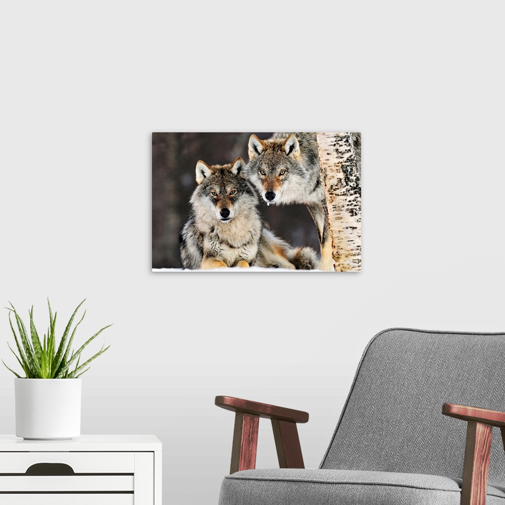 A modern room featuring This large picture contains two gray wolves in the snow staring directly at the camera. One is ly...