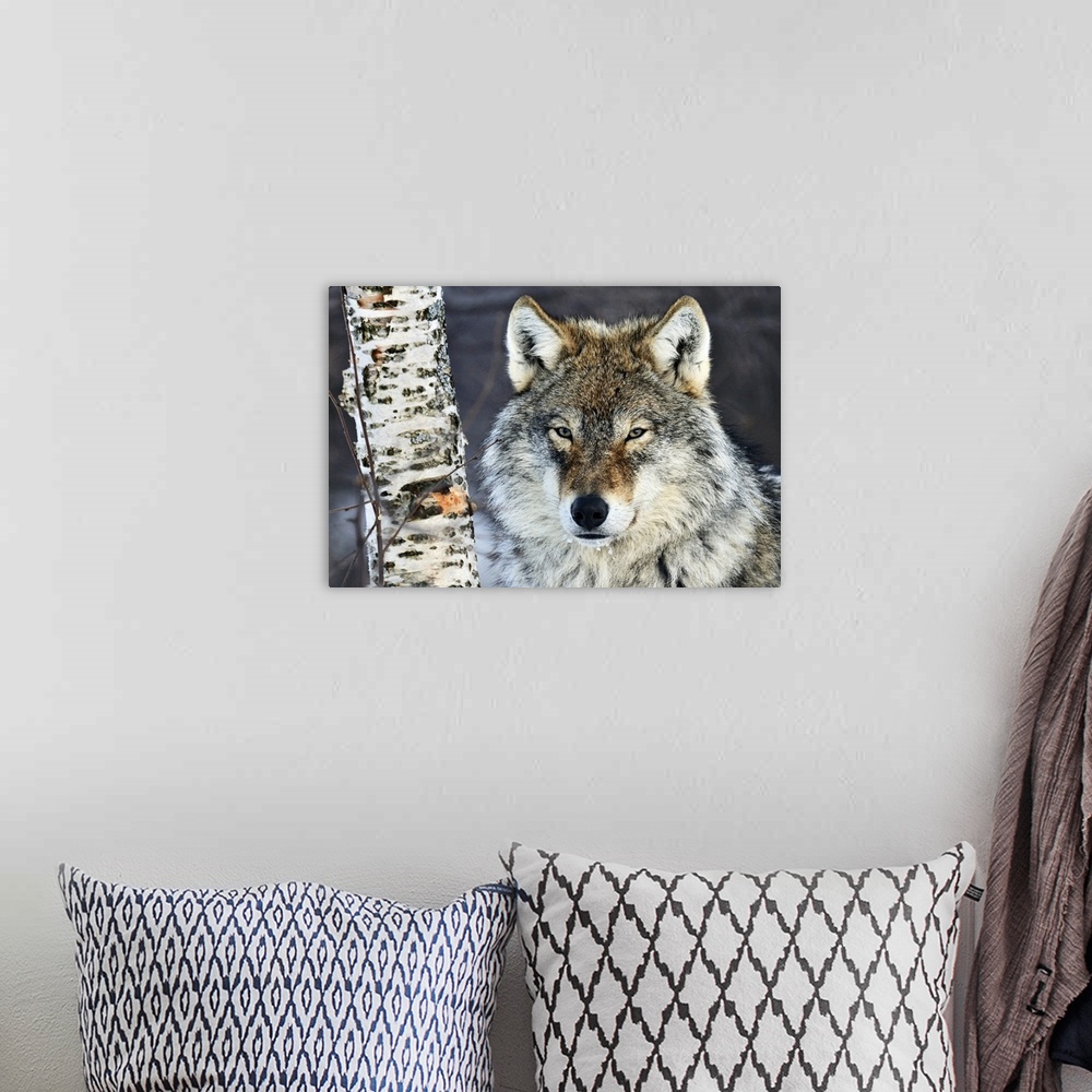 A bohemian room featuring Big canvas photo of the up close of a wolf's face next to a tree trunk staring at the camera.