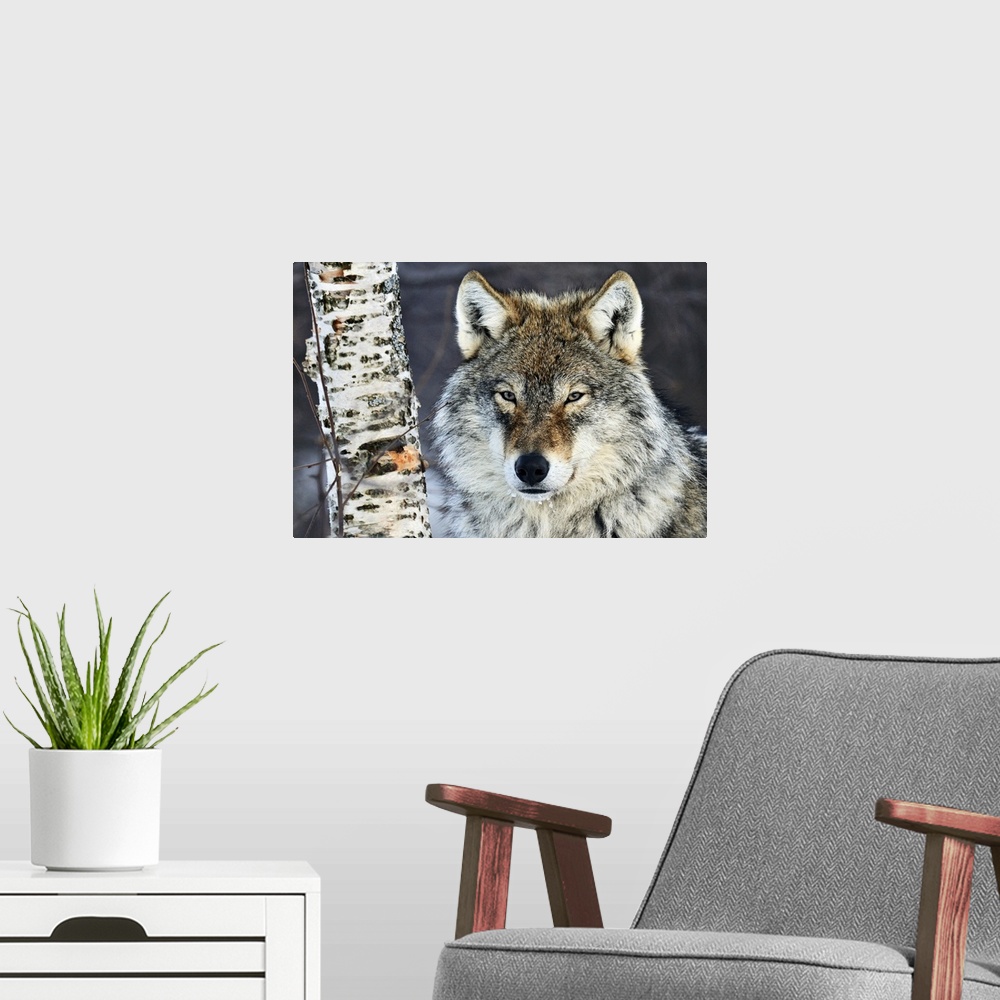 A modern room featuring Big canvas photo of the up close of a wolf's face next to a tree trunk staring at the camera.